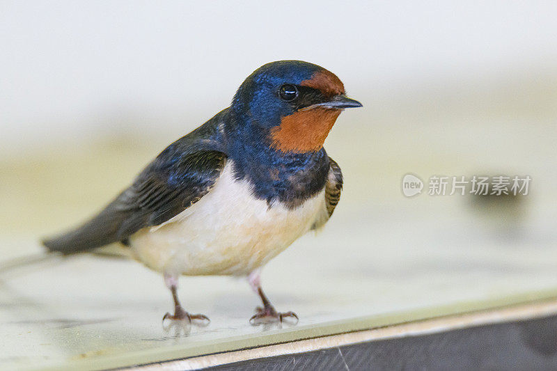 谷仓燕子(Hirundo rustica)鸟近